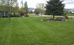 mowing lawn service